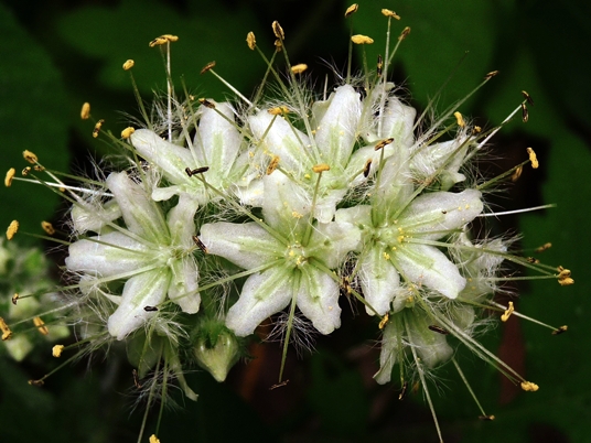{Hydrophyllum macrophyllum}